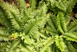 Polystichum munitum RCP8-2012 041.JPG